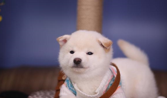 什么金毛、哈士奇、柯基、柴犬，这四种哪种适合第一次养狗的人？