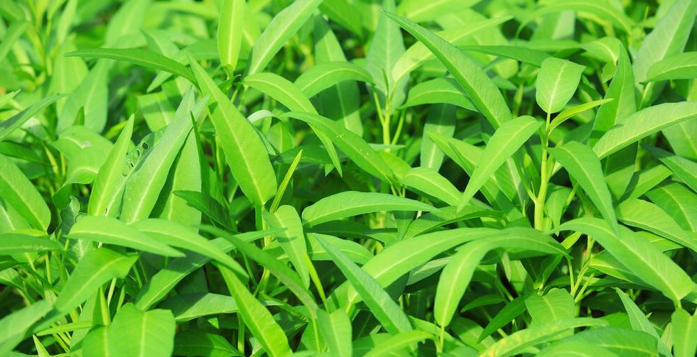 红枫叶种子种植方法