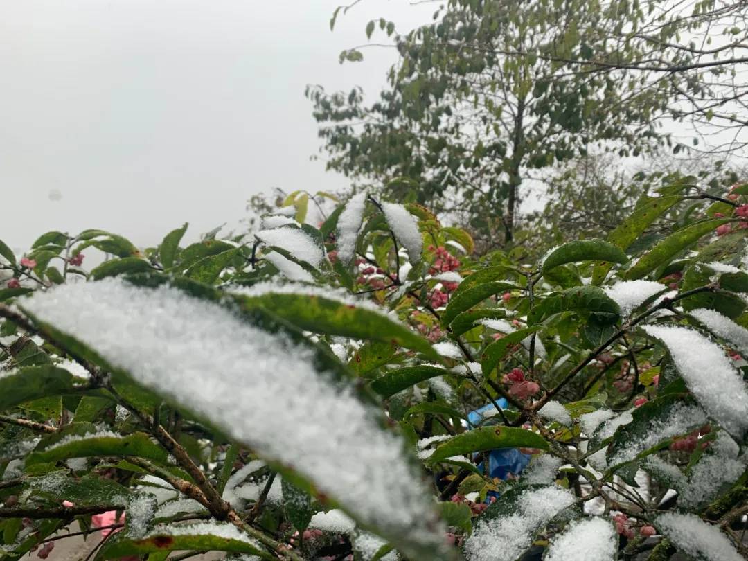 今天，贵州梵净山下雪了