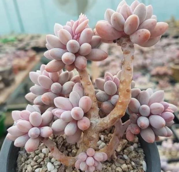 盘点6种粉色系多肉个个长得胖乎乎皮实好养又可爱