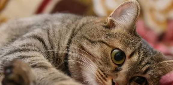 救助流浪猫妈妈被救助后却心事重重，直到和小奶猫们重逢，才如释重负