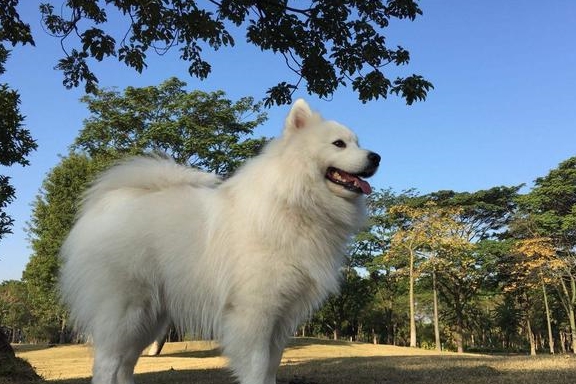 智商狗狗颜值被重新排名，第一名不是阿富汗猎犬，而是它？
