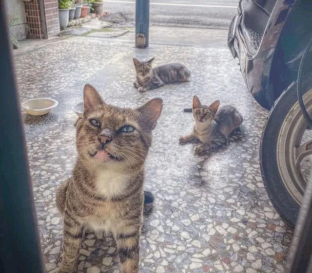 猫咪小猫因吃不饱，竟然讹上人类女孩，自己混熟后，再带不同小弟上门