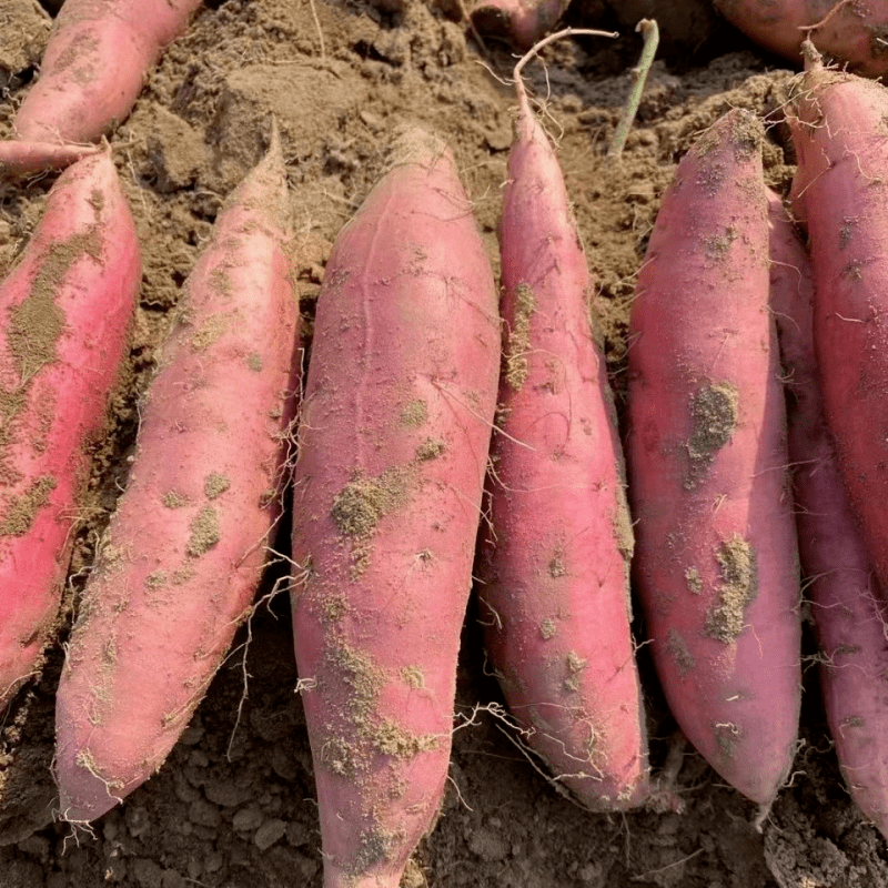 无论南方与北方,红薯口味各不同,要说甜度十分高的红薯,要数烟薯25了.