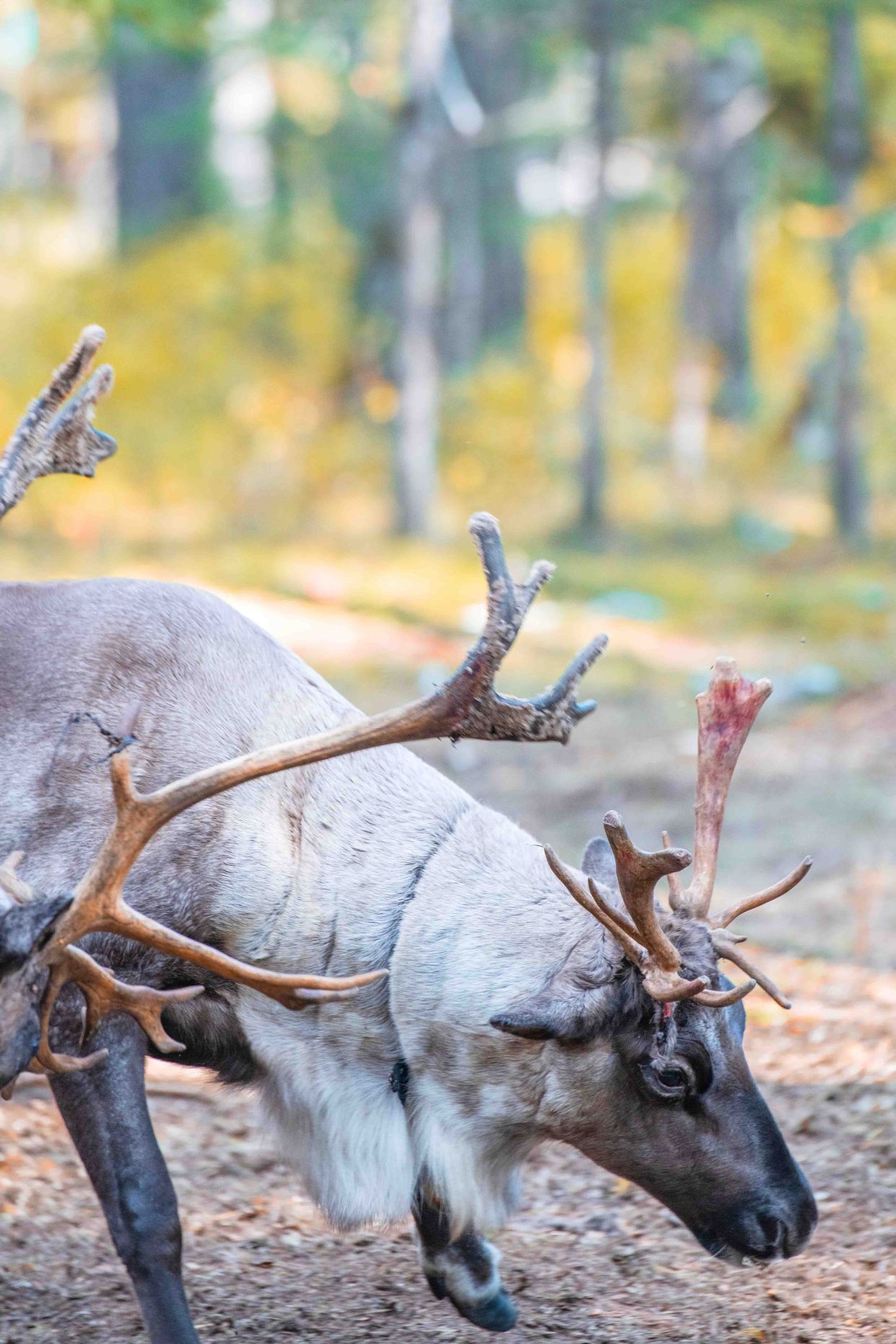 不用去芬兰，呼伦贝尔也有驯鹿之乡，在此能找到圣诞老人专属座驾