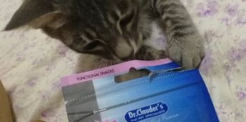 猫咪|猫喜欢的零食有哪些,双十一不容错过的猫零食推荐