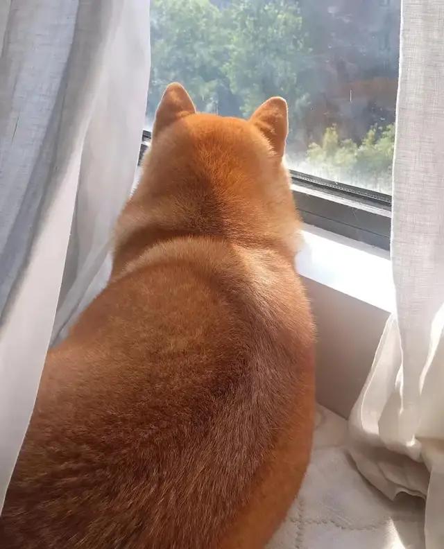 消息资讯飞基？贪吃柯基偷吃奶酪原地起飞，狗：到底是哪个环节出了问题？