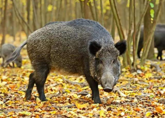 原创南京局地野猪密度超标中国人猪矛盾激化百万头野猪咋办啊