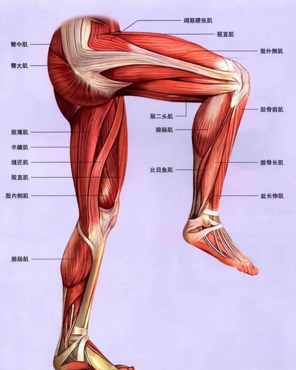 腿部肌肉分析图片