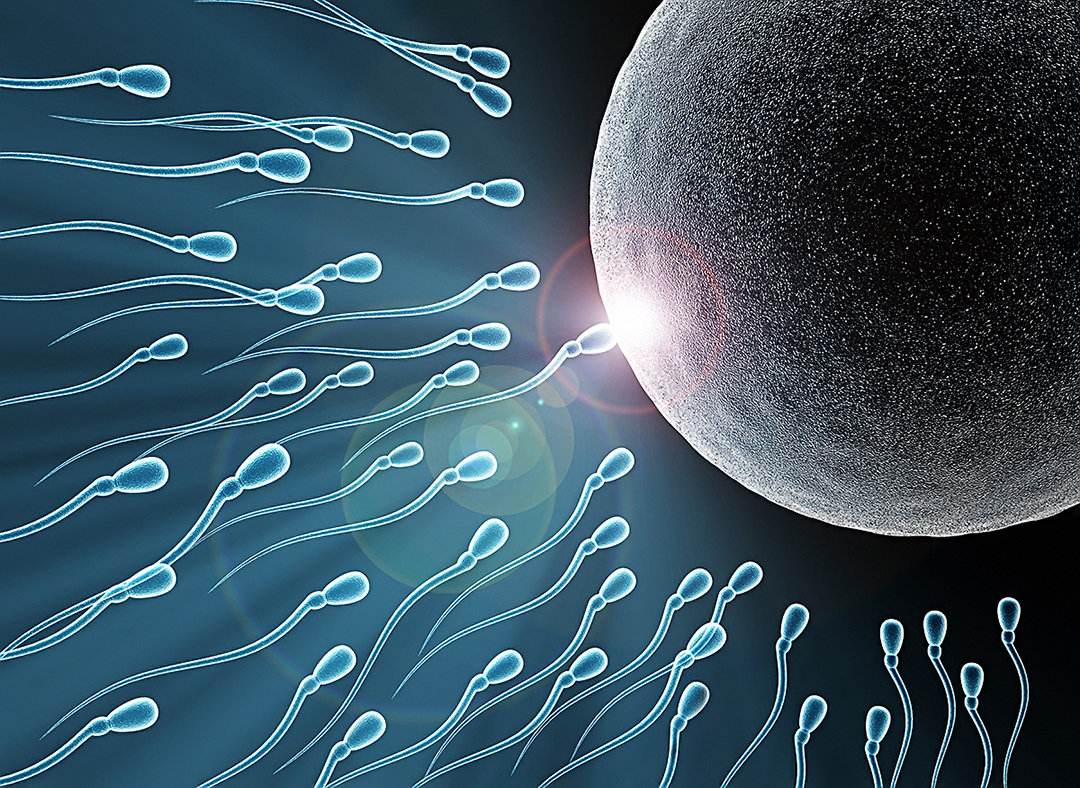 精子 骗了 科学家350年 研究发现 精子像钻头那样螺旋游动 卵子