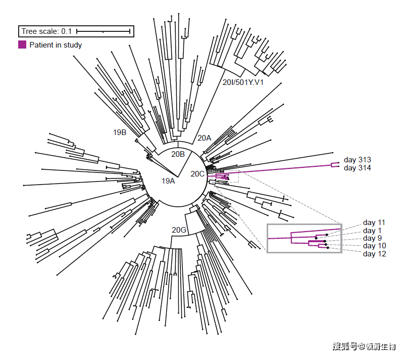 症状|全世界最漫长新冠感染：从癌症中康复后，她在新冠中挣扎了335天