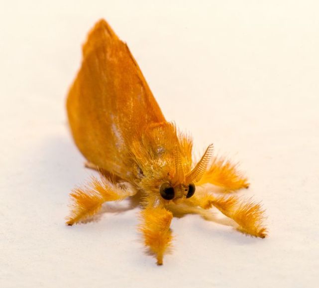 一只看起来像可爱玩具的飞蛾.5. 宝石毛毛虫4.