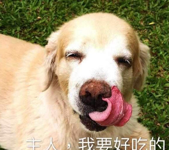 全无|养狗的人，这5件事都要通通戒掉，你成功戒掉几个？