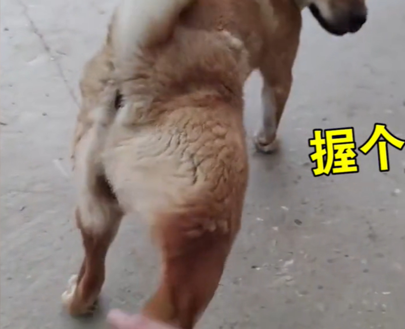 江苏一主人想和田园犬握手奈何链子太短 下一秒狗子举动亮了 狗狗