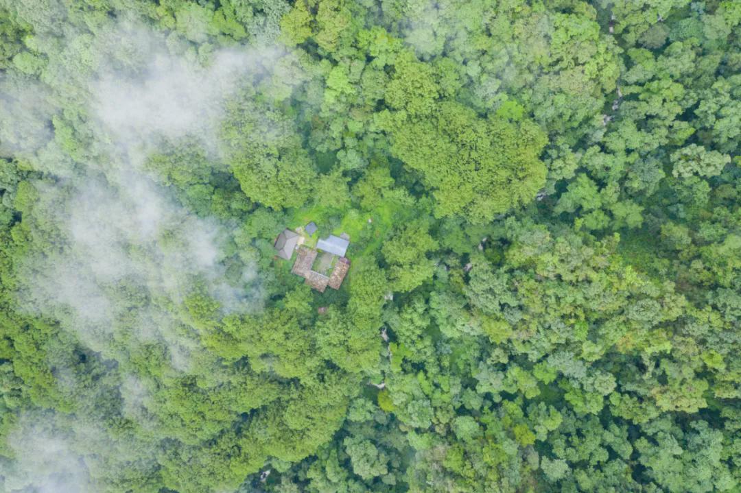 秃杉|腾冲：云南生态名片 世界文化旅游名城