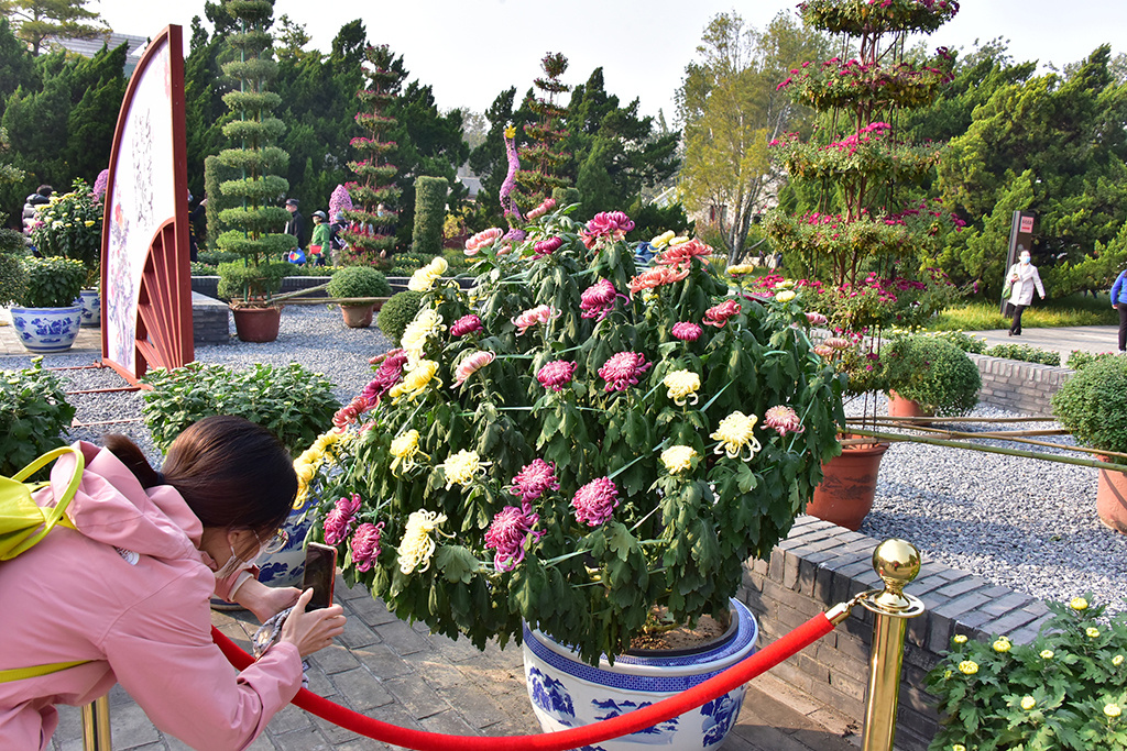 菊花|北海公园菊花盛放 色彩斑斓鲜艳夺目