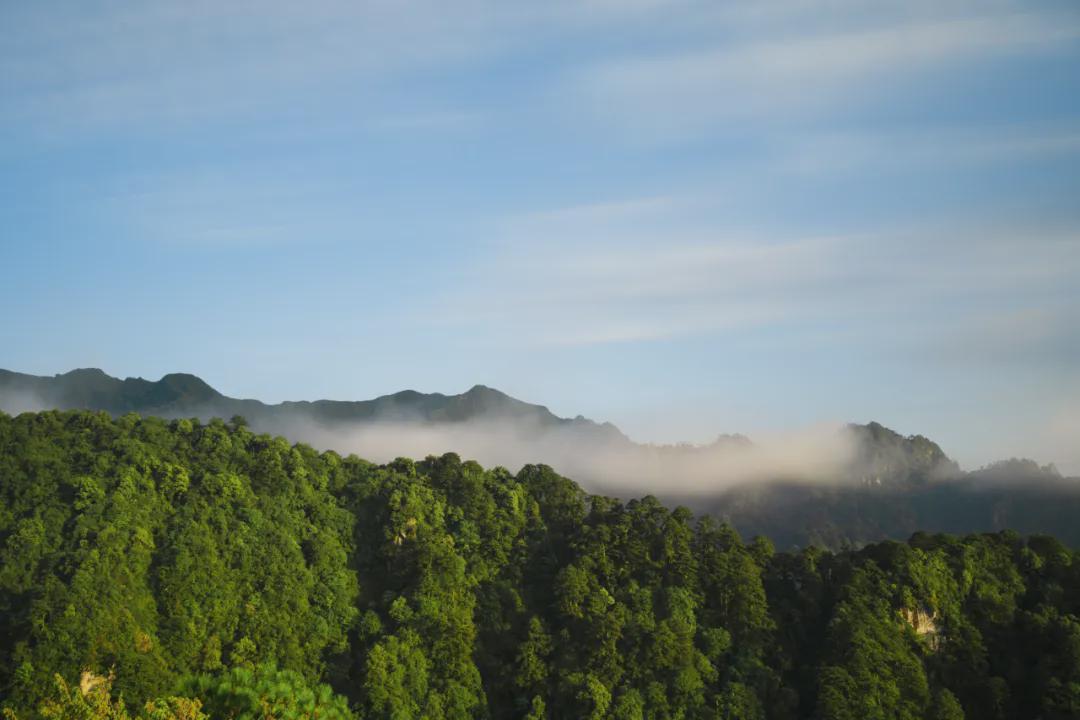 秃杉|腾冲：云南生态名片 世界文化旅游名城