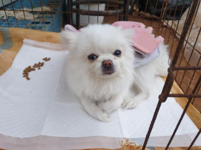 博美犬被遗弃在深山里 四肢瘫痪无法动弹 也曾是谁家的小可爱 治疗