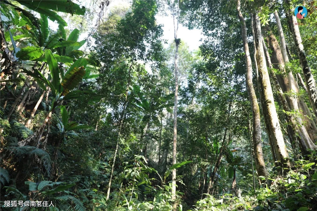 环境|台地茶、生态茶、荒地茶、高山茶、森林茶，到底是什么？