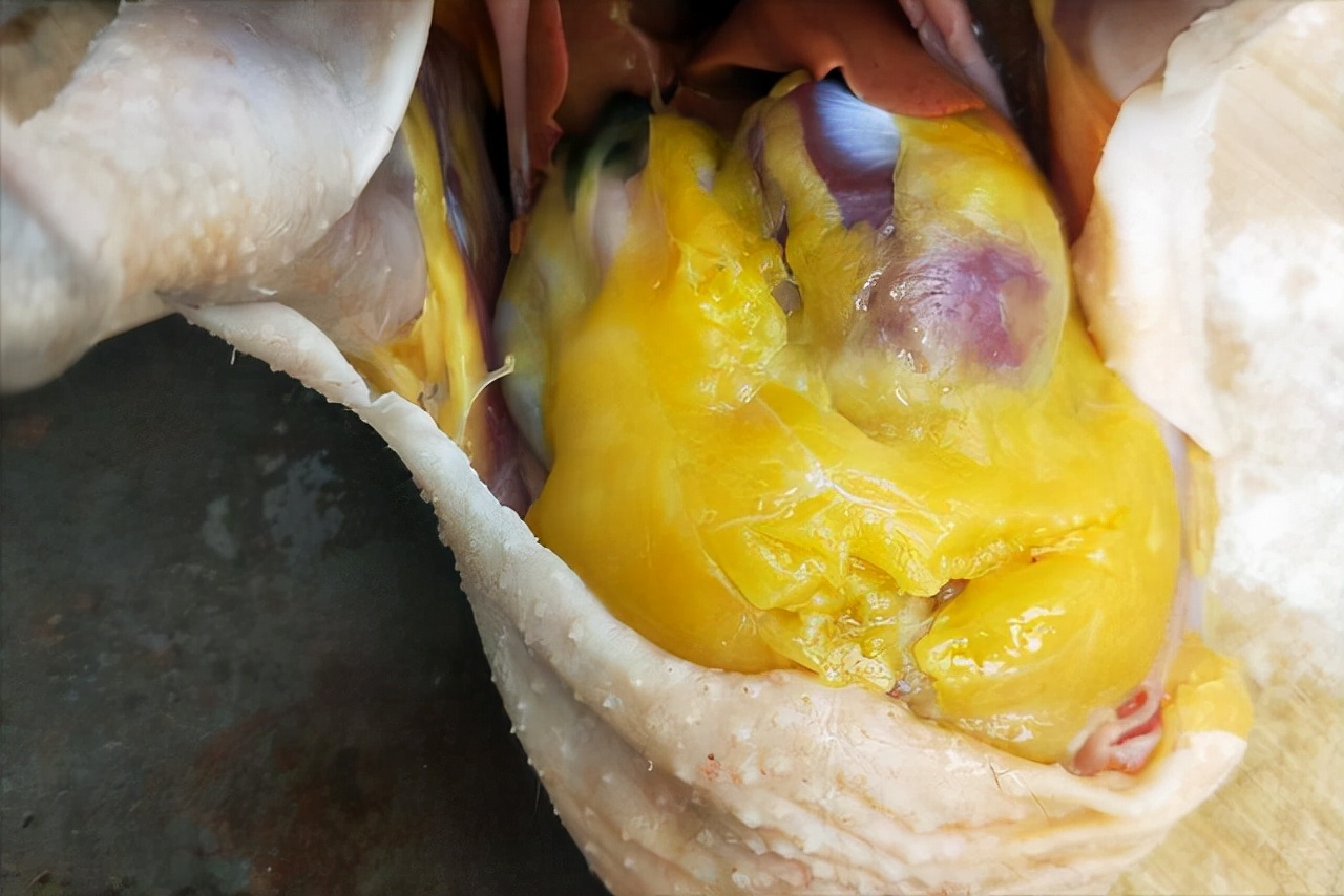 杀鸡时,看到鸡肚里有很大一块黄油,为啥老人看了后都说赚了呢?