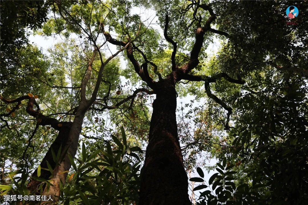 环境|台地茶、生态茶、荒地茶、高山茶、森林茶，到底是什么？