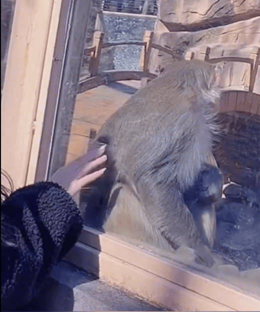 美女动物园逗猴子，没想到把猴子吓的够呛