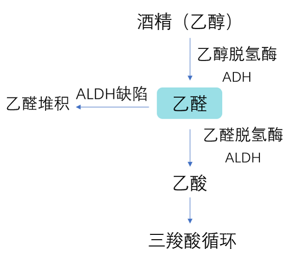 代谢|解酒护肝新方式，LLT NMN保护你的“小心肝”