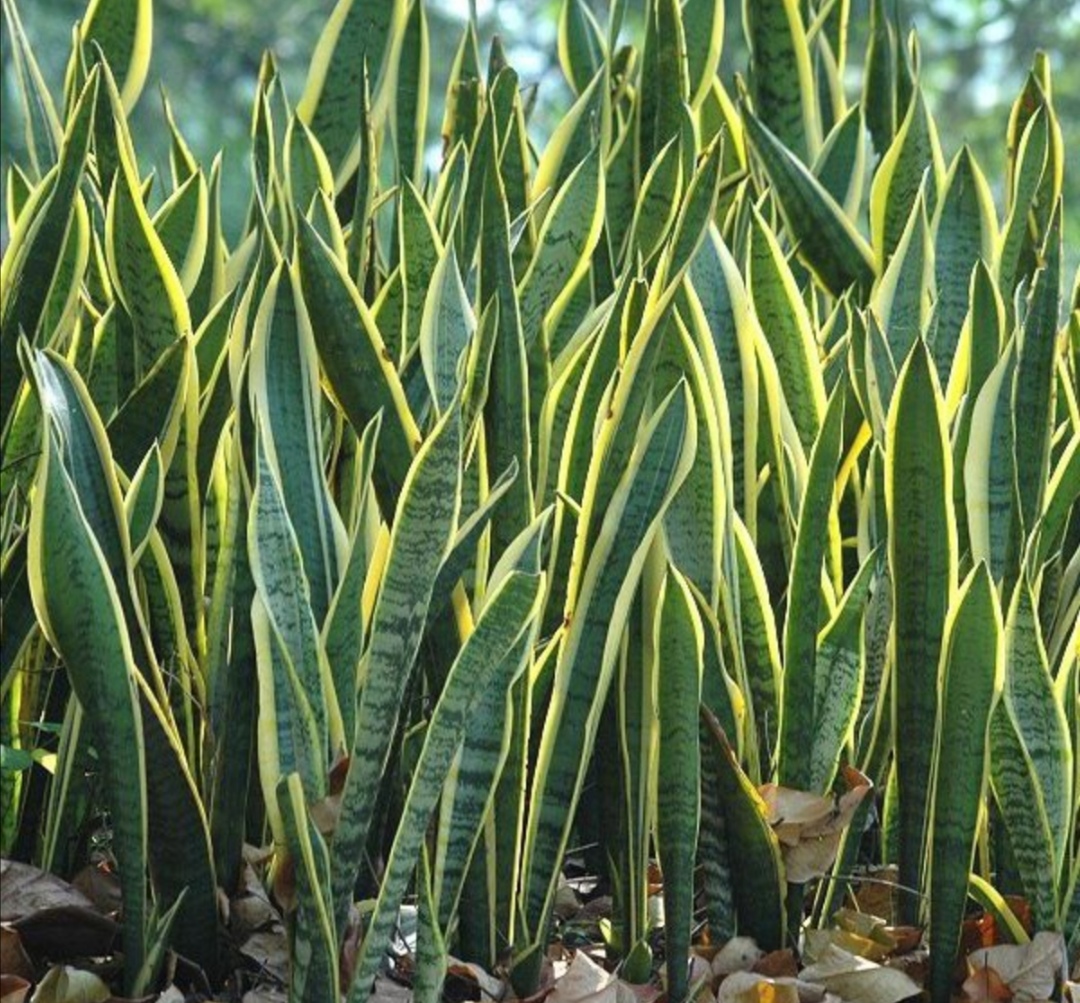 原创6种彩叶植物叶子比花还漂亮适合拿来美化家居