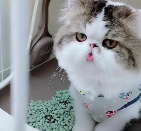 厕所加菲猫睡到一半起来上厕所，忘记把舌头收回去！主人笑哭！
