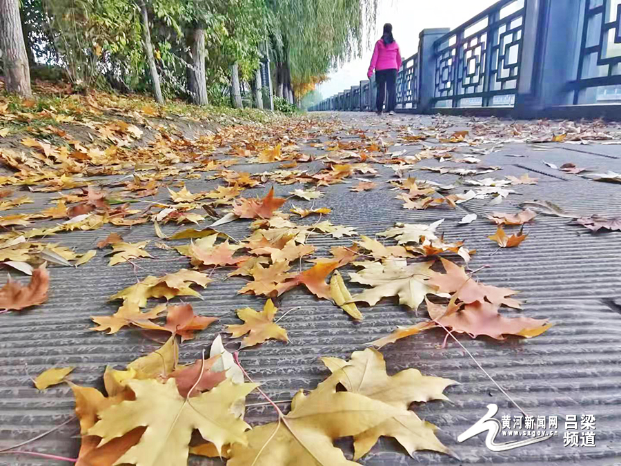 阳光|吕梁河畔秋景正浓