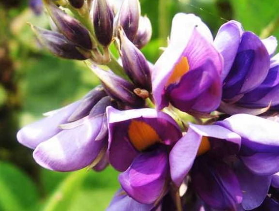 为什么你喝了那么多酒 却还是能够如此清醒 因为有它 葛花 全网搜