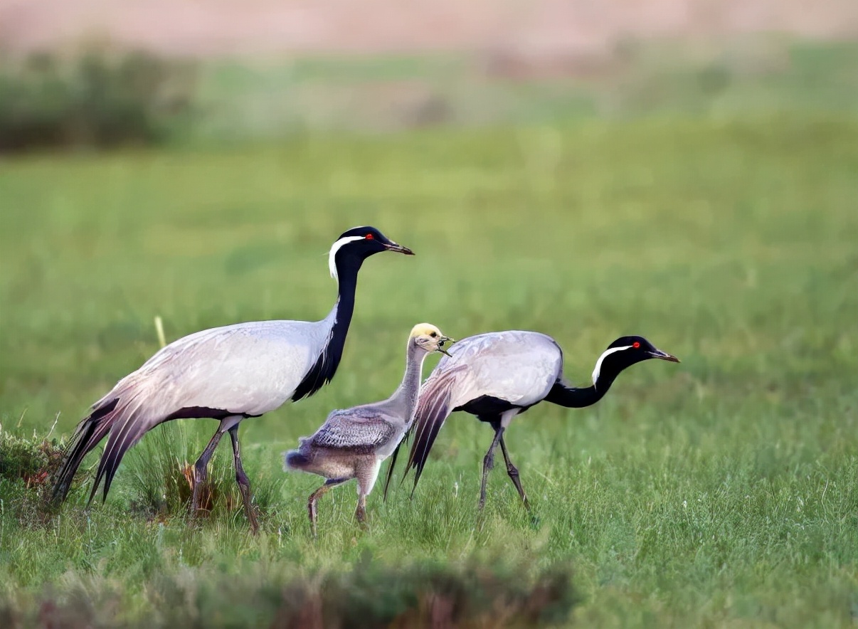 打鸟攻略舞在南大港的湿地精灵蓑羽鹤