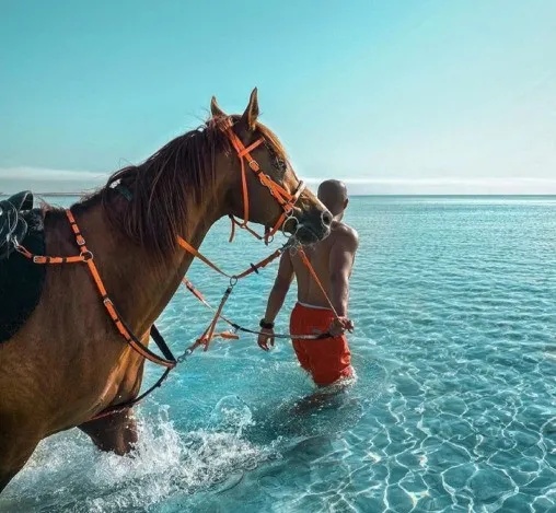 冥想|青马课堂：马术心理学，骑马过程中如何进行情绪管理？