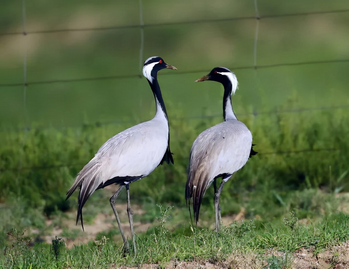 打鸟攻略舞在南大港的湿地精灵蓑羽鹤