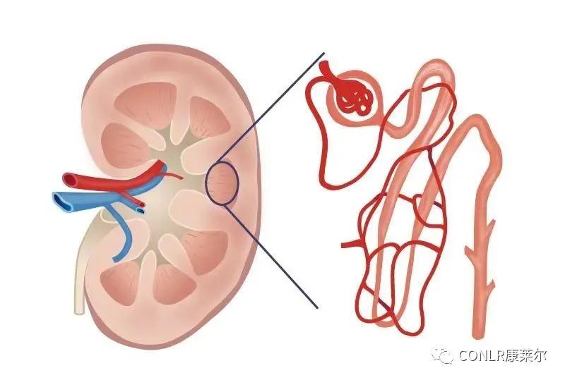 什么|什么原因会引起肾脏疾病？