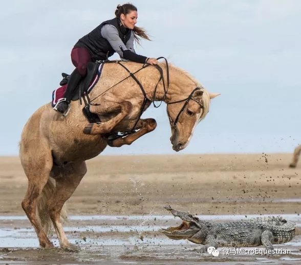 冥想|青马课堂：马术心理学，骑马过程中如何进行情绪管理？