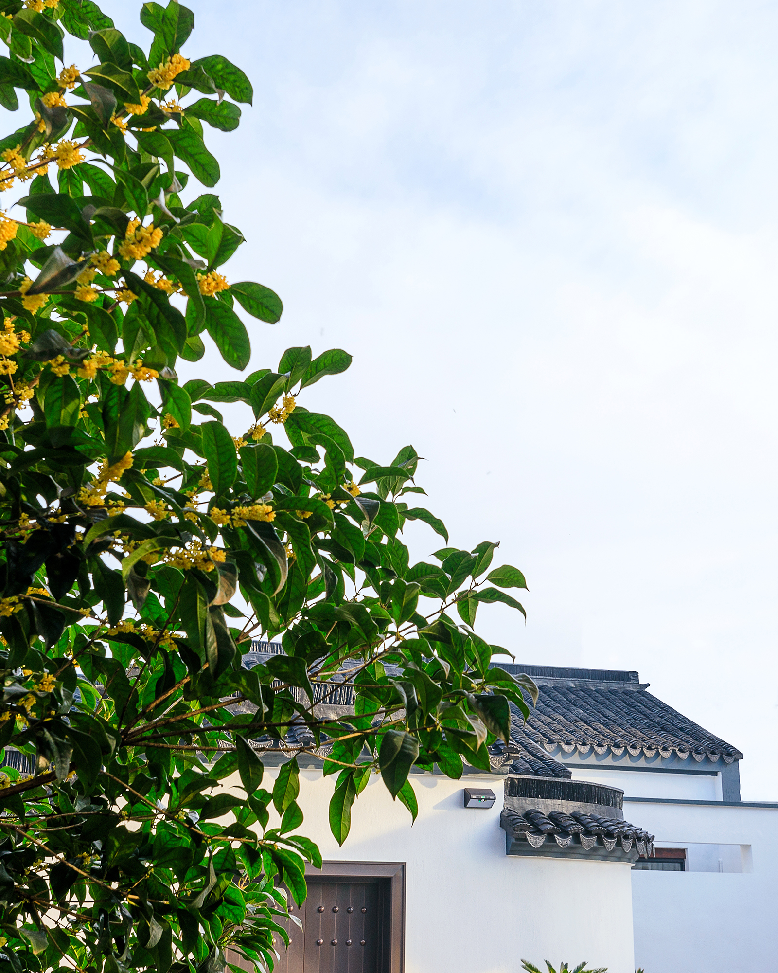 太湖|山里人家，窑上桂花开