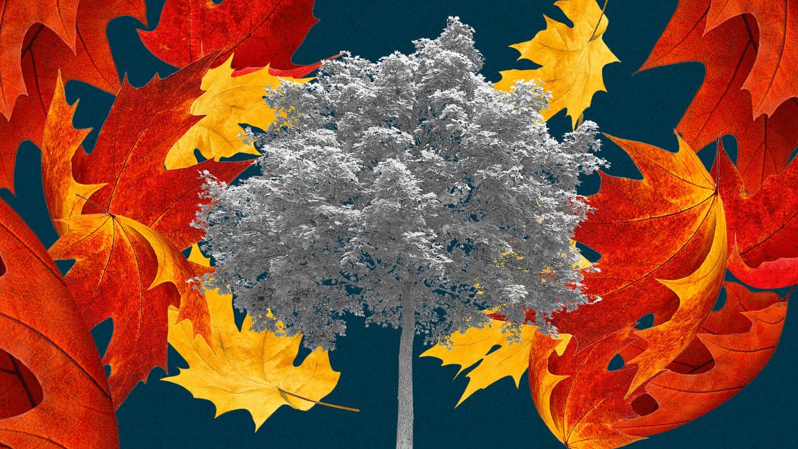 气候变化正在改变秋叶颜色