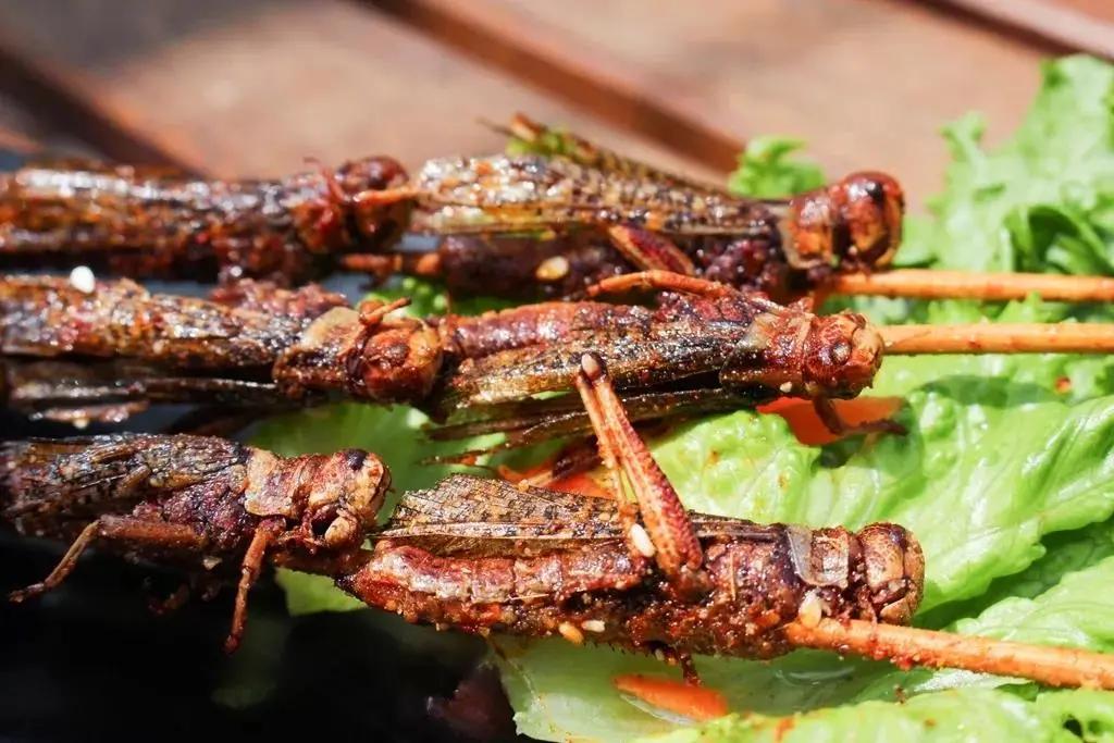 麻雀吃什么食物以昆虫为主 c7651d1c799f42feb12ea0ed6f22dffb.jpeg