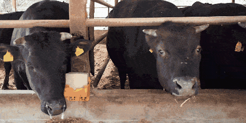 500_250gif 动态图 动图