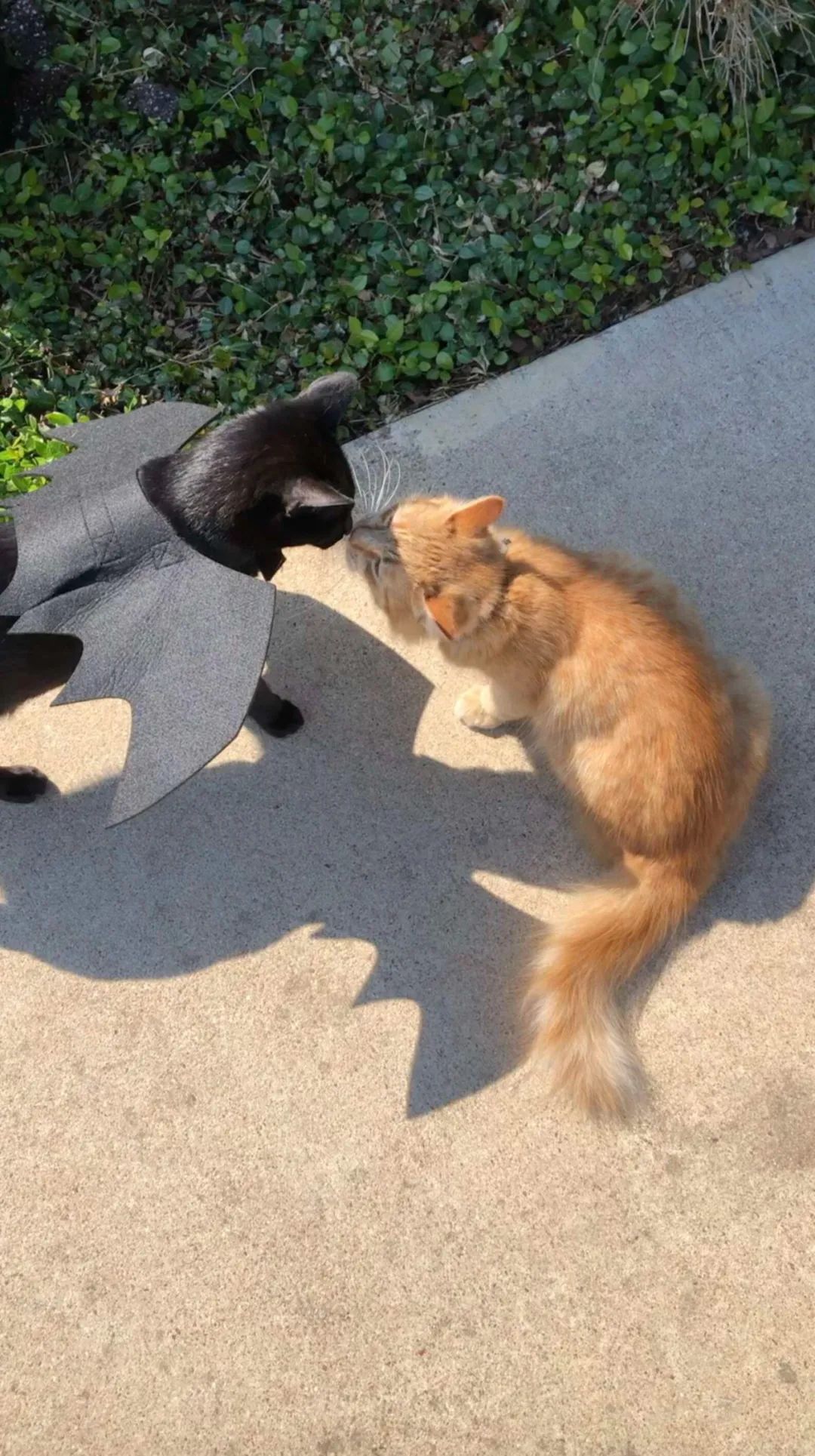小黑猫发现自己心爱的大橘猫被遗弃马上向主人求助想把它救回家