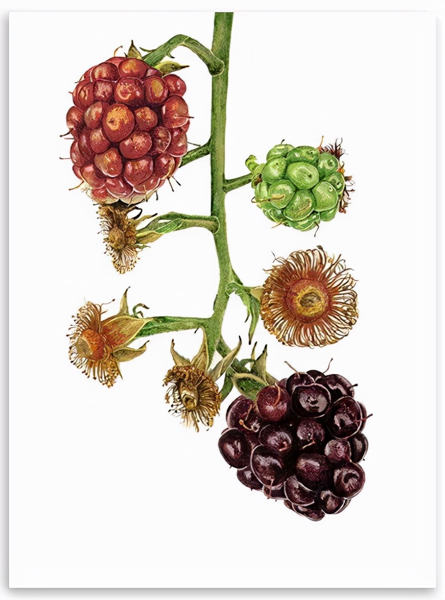 酷爱与天赋来自英国水彩画家annaknights绘画作品