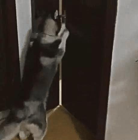 什么|主人外出二哈独自在家,监控拍下狗狗“罪行”,网友直呼狗肉煲了