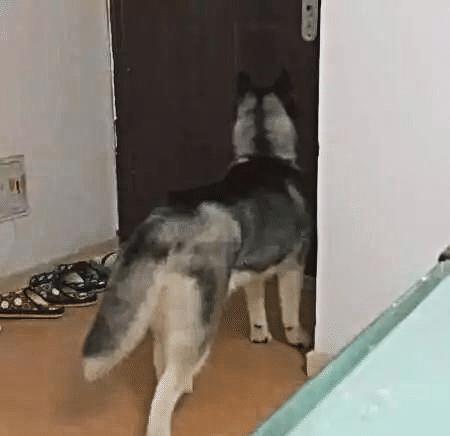 什么|主人外出二哈独自在家,监控拍下狗狗“罪行”,网友直呼狗肉煲了