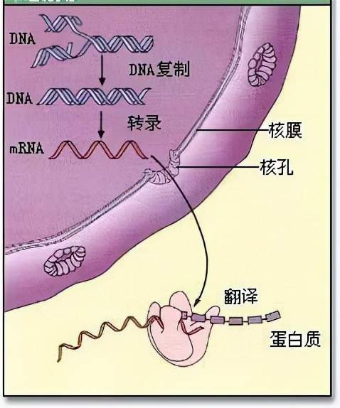 基因型,而是在其它方面做了文章,例如草履虫遗传实验和枯草杆菌遗传实