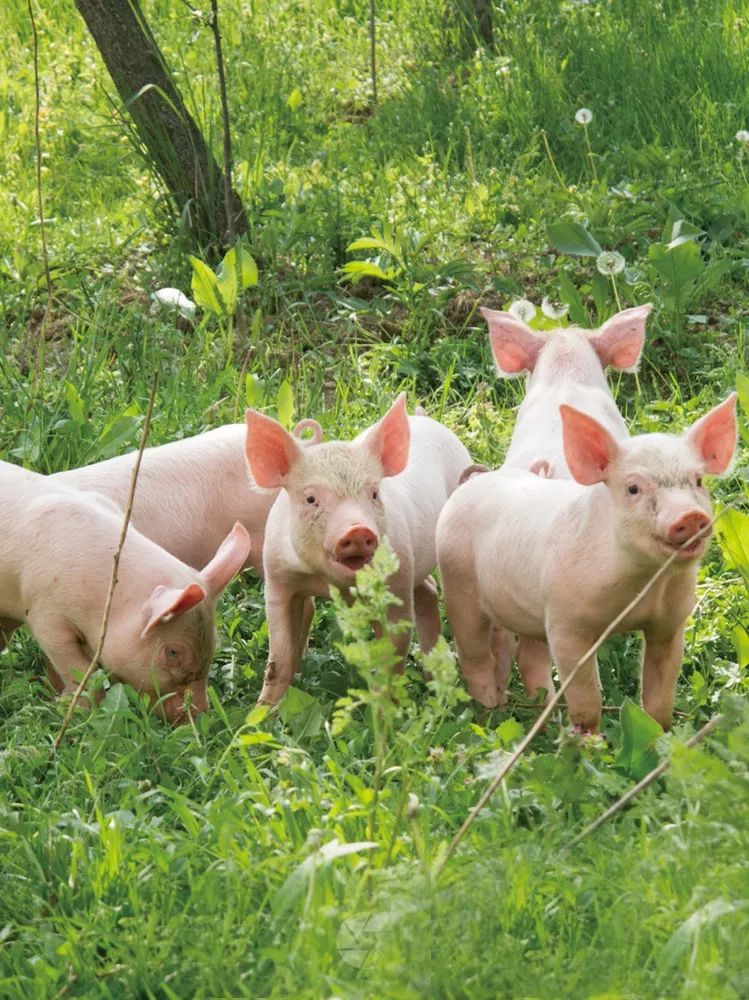饲料为主,再配置益和香专用益生菌,加上桑叶,枸杞等中草药饲养猪只,不