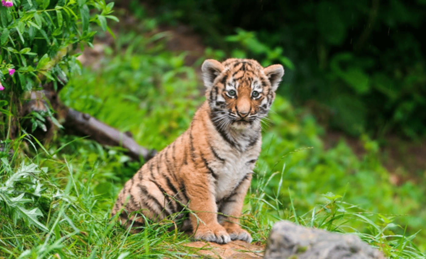 原创下个月属虎人运势好到爆棚月神牵线遇到良人财运来敲门