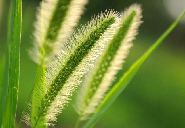 狗尾巴草也叫做狗尾草,它是禾本科狗尾草属的草本植物,属于一年生的