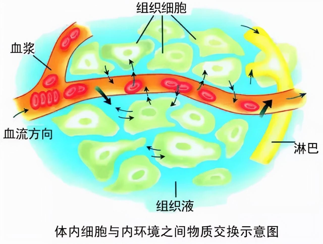 重大發現!我國科學家發現人體的