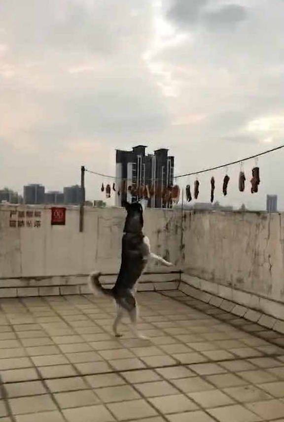 什么哈士奇消失不见，主人心想不妙要出事，跑到楼顶一看，差点气疯
